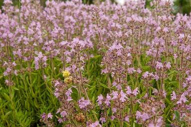 Vergrößerte Ansicht von diesem Bild
