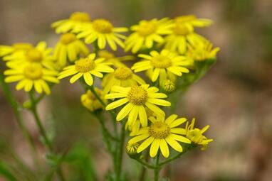Vergrößerte Ansicht von diesem Bild