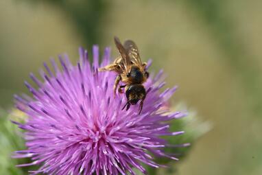 Vergrößerte Ansicht von diesem Bild