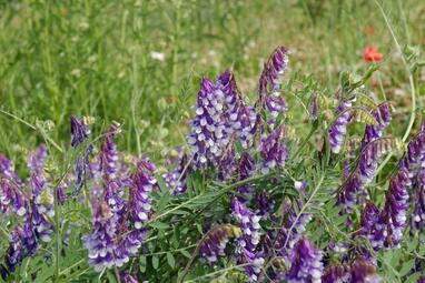 Vergrößerte Ansicht von diesem Bild