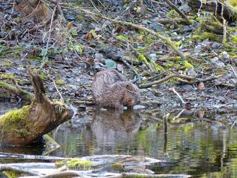 Vergrößerte Ansicht von diesem Bild