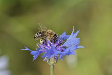 Vergrößerte Ansicht von diesem Bild