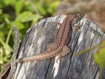 Vergrößerte Ansicht von diesem Bild