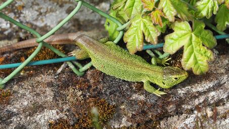 Vergrößerte Ansicht von diesem Bild