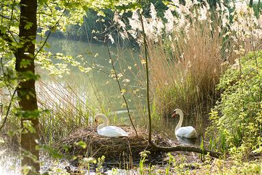 Vergrößerte Ansicht von Ein Schwanen-Nest am Ufer des Vogelstang-Sees. Ein Schwan sitzt im Nest, einer schwimmt daneben. Am Ufer ist Schilf. 