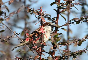 Vergrößerte Ansicht von diesem Bild