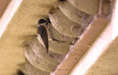 Vergrößerte Ansicht von diesem Bild