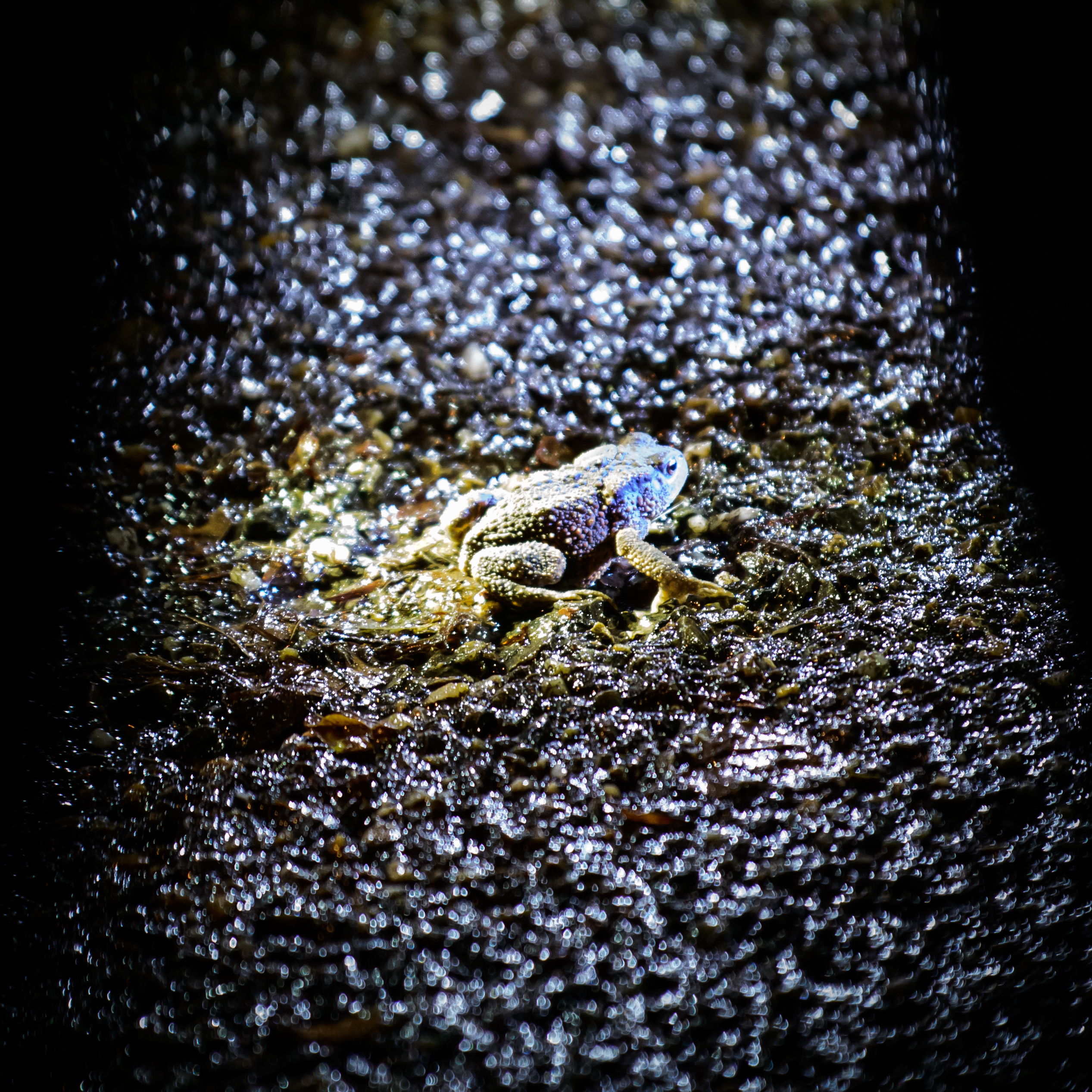Amphibienwanderung im Käfertaler Wald beginnt
