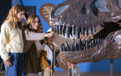 Eine Familie betrachtet den Schädel eines T-rex