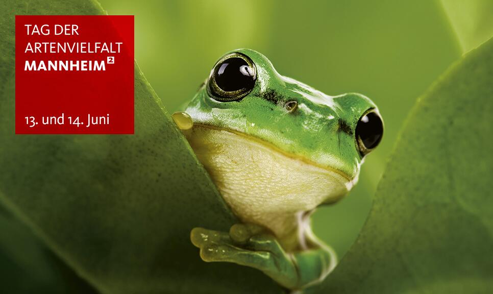 Frosch