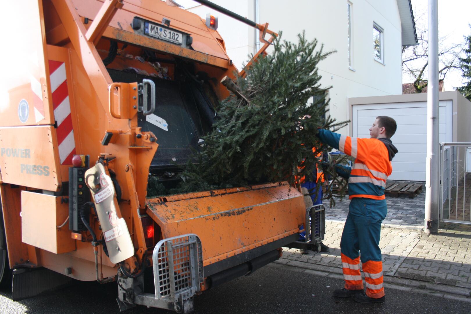 Abfallwirtschaft holt die Weihnachtsbäume ab 