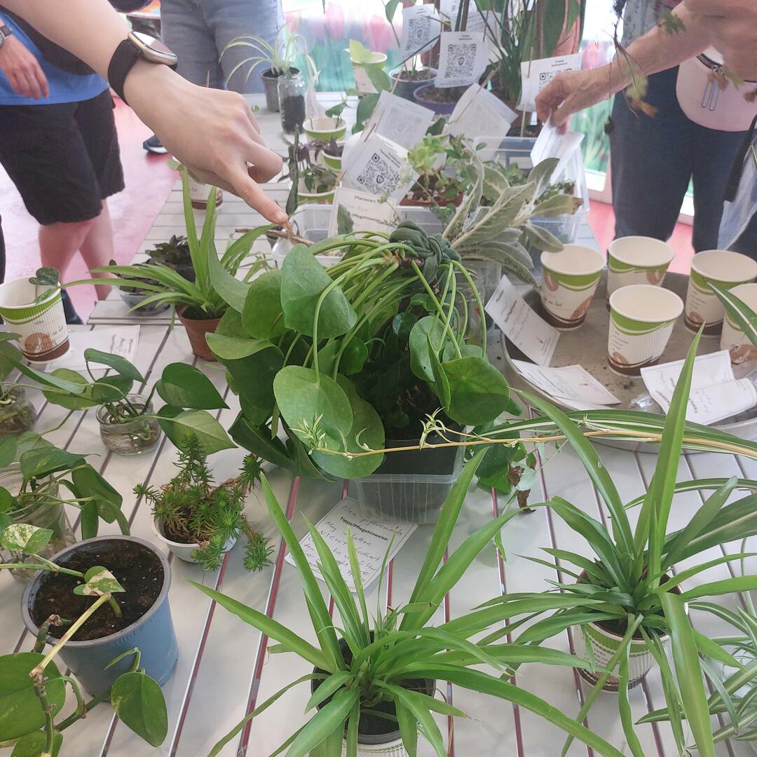 Verschiedene Pflanzen wechselten die Besitzer*innen