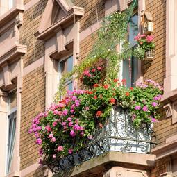 Vergrößerte Ansicht von Mit Blumen geschmückter Balkon