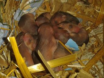 Vergrößerte Ansicht von diesem Bild