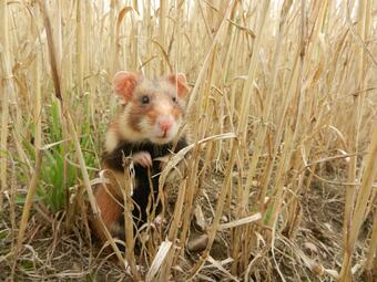 Vergrößerte Ansicht von diesem Bild