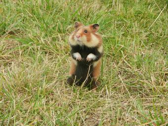 Vergrößerte Ansicht von diesem Bild