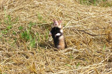 Vergrößerte Ansicht von diesem Bild