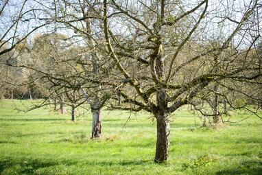 Vergrößerte Ansicht von 