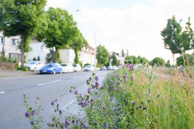 Vergrößerte Ansicht von 