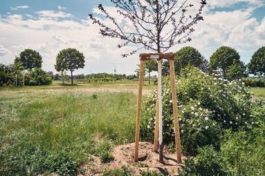 Vergrößerte Ansicht von Frisch gepflanzter Baum im Bürgerpark