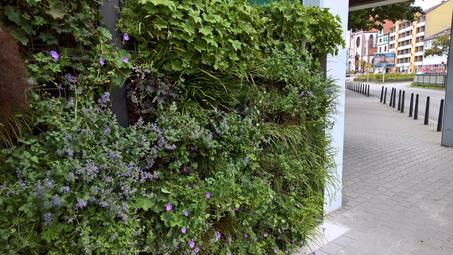 Vergrößerte Ansicht von Diese freistehende vertikale Begrünung, kurz „Greenwall“, ist seit 2019 am Gebäude der Bürgerdienste angebracht.