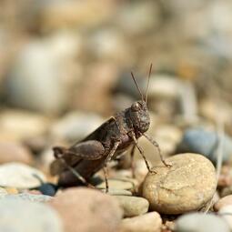 Vergrößerte Ansicht von Ödlandschrecke 