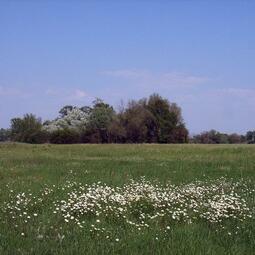 Vergrößerte Ansicht von Riedwiesen 