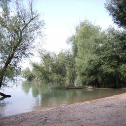 Vergrößerte Ansicht von Silberpappel 