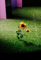 Vergrößerte Ansicht von Eine Sonnenblume auf Kunstrasen