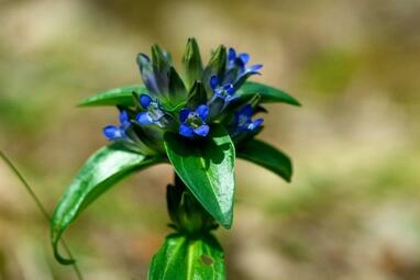 Vergrößerte Ansicht von diesem Bild