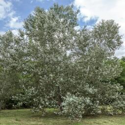 Vergrößerte Ansicht von diesem Bild