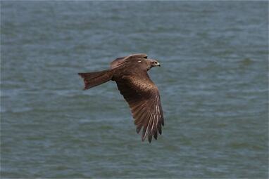 Vergrößerte Ansicht von diesem Bild