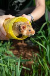 Vergrößerte Ansicht von 