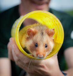 Vergrößerte Ansicht von 