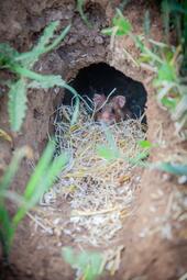 Vergrößerte Ansicht von 