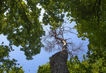 Vergrößerte Ansicht von 