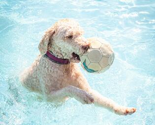 Vergrößerte Ansicht von 