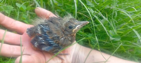 Vergrößerte Ansicht von 