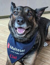 Vergrößerte Ansicht von Der Lesehund Ciel trägt ein &quot;Malteser&quot; Halstuch und schaut aufgeweckt in die Kamera.