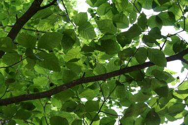 Vergrößerte Ansicht von 