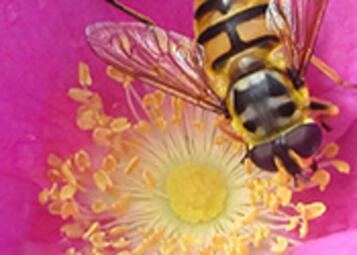 Vergrößerte Ansicht von Eine Biene auf einer Blüte.