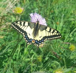 Vergrößerte Ansicht von 