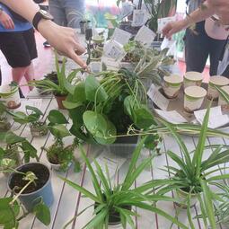 Vergrößerte Ansicht von Verschiedene Pflanzen wechselten die Besitzer*innen