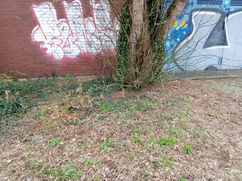 Vergrößerte Ansicht von Nach dem Aufräumen liegen keine Abfälle mehr auf dem Boden