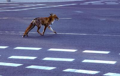 Vergrößerte Ansicht von 