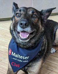 Vergrößerte Ansicht von Ein brauner Hund mit Halstuch schaut aufgeschlossen in die Kamera.