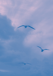 Vergrößerte Ansicht von Die Silouetten von drei Möwen vor violett-blauen Wolken, hinter denen die Abendsonne hellviolett leuchtet.