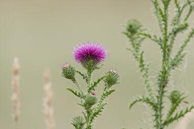 Vergrößerte Ansicht von diesem Bild