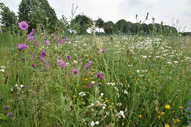 Vergrößerte Ansicht von 