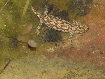 Vergrößerte Ansicht von Bergmolch